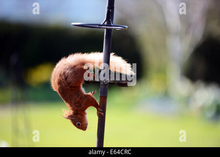 Eine wilde Eichhörnchen besucht ein Hausgarten in Cumbria aus der Vogel-Nüssen füttern. Stockfoto