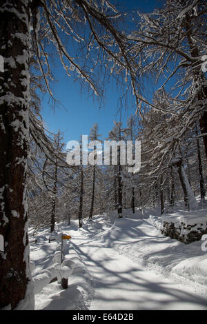 Pfad in einem Lärchenwald in der Nähe der Swiss Alpine Dorf Saas-Fee wo die Sonne nach einer Nacht mit Schneefall taucht. Stockfoto