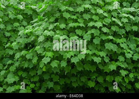 Grüne Blätter Draufsicht Natur Hintergrund Stockfoto