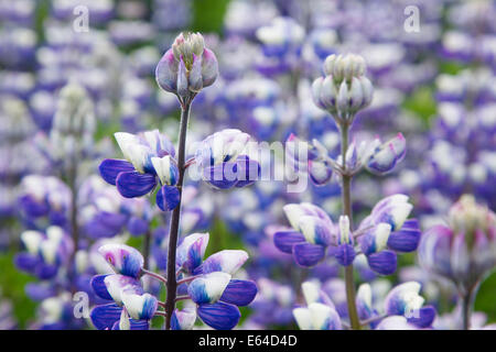 Nootka Lupin - eingeführt, um Boden Lupinus Nootkatensis Island PL002245 düngen Stockfoto