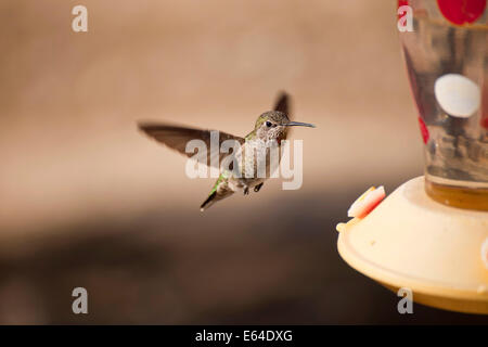 Colibri in Palm Springs, Kalifornien, Vereinigte Staaten von Amerika, USA |  Kolibri in Palm Springs, Kalifornien, Vereinigte Sta Stockfoto