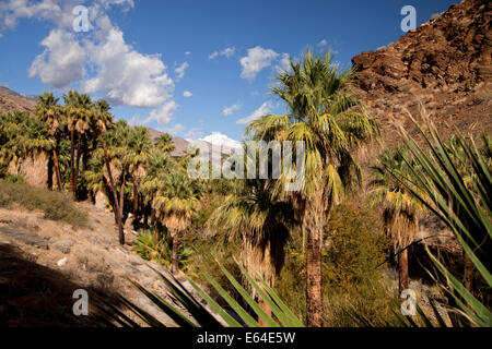 California Fan Palmen am Palm Canyon, Palm Springs, Kalifornien, Vereinigte Staaten von Amerika, USA Stockfoto
