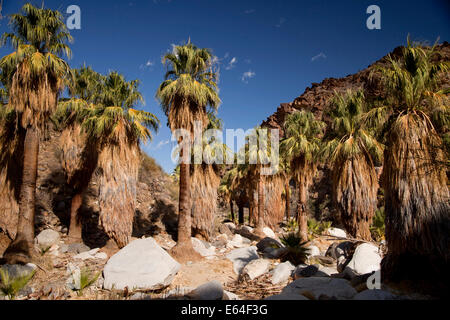 California Fan Palmen am Palm Canyon, Palm Springs, Kalifornien, Vereinigte Staaten von Amerika, USA Stockfoto