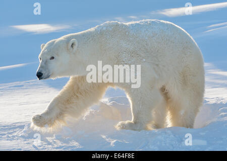 Eisbär (Ursus Maritimus), die aus ihrer Höhle mit Hintergrundbeleuchtung im Wapusk National Park, Kanada. Stockfoto