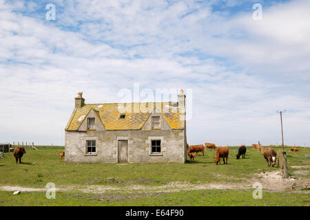 Aufgegeben von schottischen Landhaus, umgeben von weidenden Rinder bei Balranald RSPB Natur Reserve North Uist äußeren Hebriden Scotland UK Stockfoto