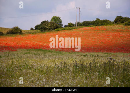 Leuchtend rote Mohnblumen in einem Feld Stockfoto