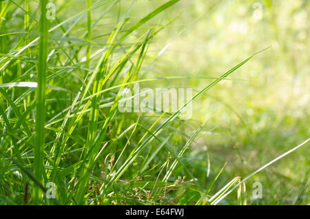 frisches grünes Gras hautnah Stockfoto