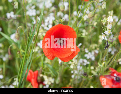 Leuchtend rote Mohnblumen in einem Feld Stockfoto