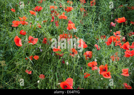 Leuchtend rote Mohnblumen in einem Feld Stockfoto