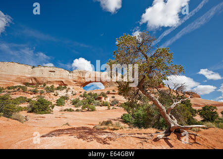 Wilson Arch, Utah, USA. Stockfoto