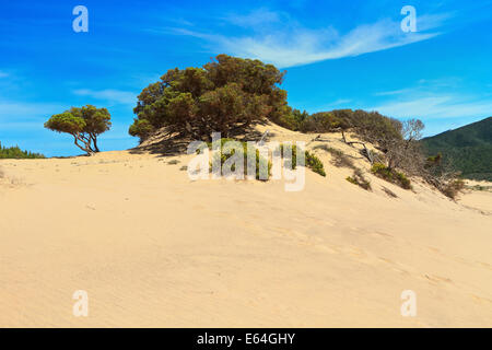 Piscinas-Dünen mit Baum in Costa Verde, Süd-West Sardinien, Italien Stockfoto