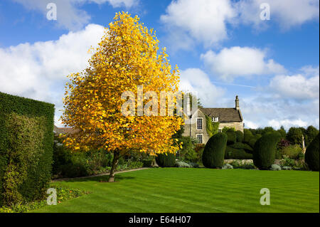 Junge Tulpenbaum im Herbst Stockfoto