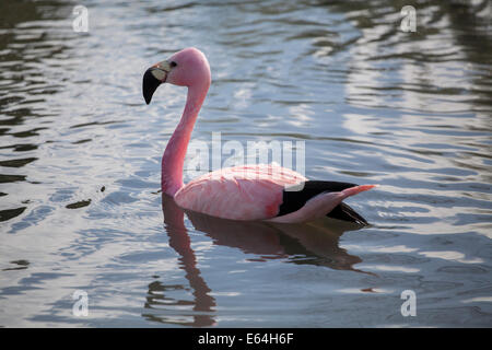 Rosa flamingo auf dem Wasser Stockfoto