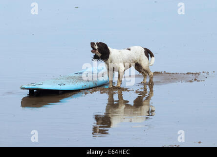 Nasse Springer Spaniel hund und Surfboard am Strand. Großbritannien Stockfoto