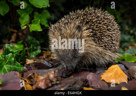 Die westlichen Igel - die einzige Art von europäischen Igel auf den britischen Inseln (Erinaceus Europaeus) gefunden. Nachtaktive Insekten Stockfoto