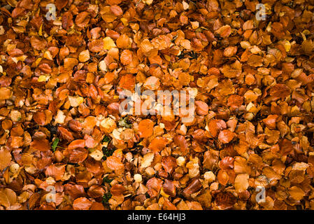 Ein Teppich aus reichen farbigen Buche Blätter im Herbst UK Stockfoto