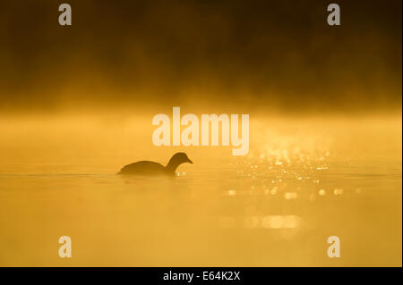 Enten schwimmen in einem Sumpfgebiet während ein nebliger Morgen im la Dombes Region, Departement Ain, Frankreich Stockfoto