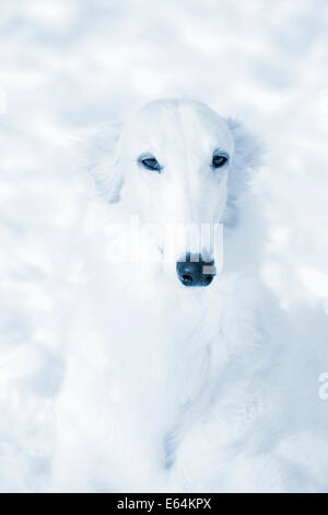 Barsoi Anblick Hound Porträt gegenüber reinen weißen Schnee Stockfoto