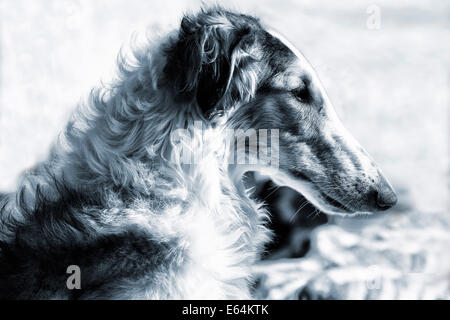 Russischen Barsoi-Wolf-Hund-Porträt Stockfoto