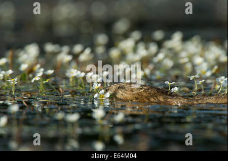 Nutrias ein Sumpf in la Dombes Region, Departement Ain, Frankreich Stockfoto