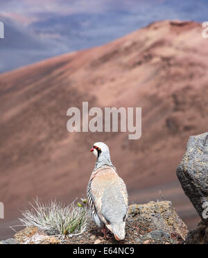 Chukar im Haleakala National Park auf Maui Stockfoto