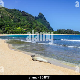 Hawaiianische Mönchsrobbe am Strand in Haena, Kauai mit Mt. Makana genannt Bali Hai, im Hintergrund Stockfoto