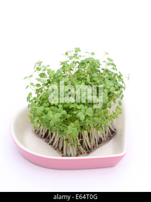 wachsenden Kresse Salat Senf Stockfoto