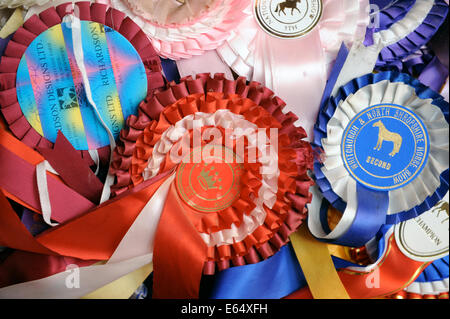 Eine Schachtel mit alten Pferd zeigen Rosetten in einem Bauernhaus in Dorset UK Stockfoto