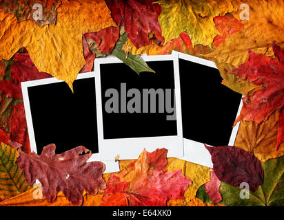 Leere Fotos im Herbstlaub Stockfoto