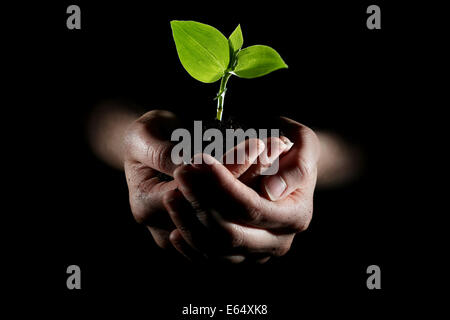 Hände halten junge Pflanze Stockfoto