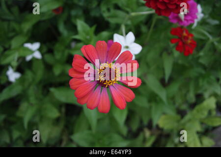 Gemeinsamen Zinnia Blumen, close-up Zinnia Elegans, Est Europe, Rumänien. Stockfoto