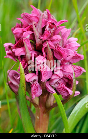 Frühe Knabenkraut - Dactylorhiza Wurzelsud Coccinea Closeup Stockfoto