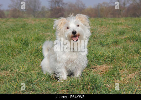 Maltesische Jack Russell kreuzen Hund sitzt auf einer Wiese Stockfoto