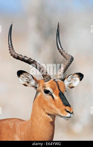 Black-faced Impala (Aepyceros Melampus Petersi), Männlich, Etosha Nationalpark, Namibia Stockfoto