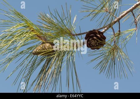 Pinie (Pinus Pinea), Provinz Izmir, Türkei Stockfoto