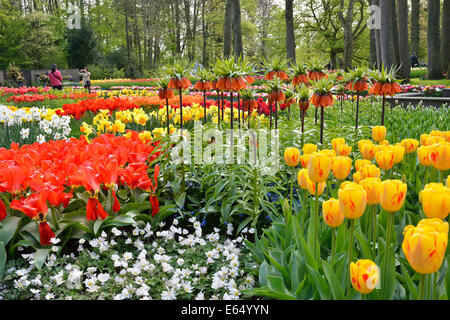 Zwiebelpflanzen in den Keukenhof, auch bekannt als der Garten Europas, Lisse, Südholland, Niederlande Stockfoto