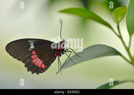 Cattleheart Schmetterling (Parides Arcas Syn Parides Eurimedes), staatliche Garden Show, Papenburg, Emsland, Niedersachsen, Deutschland Stockfoto