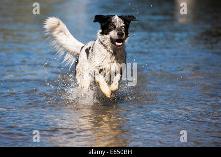 Husky Münsterländer Labrador Mischlingshund, schwarzen und weißen Hund läuft durch das Wasser, Österreich Stockfoto