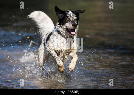 Husky Münsterländer Labrador Mischlingshund, schwarzen und weißen Hund läuft durch das Wasser, Österreich Stockfoto