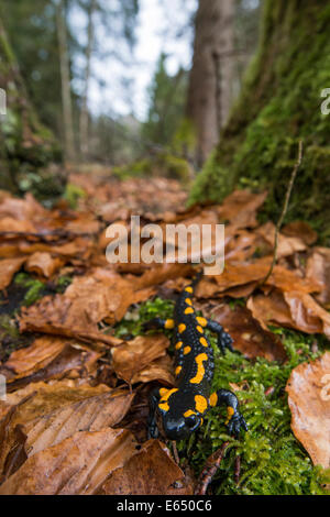 Feuer Salamander (Salamandra Salamandra) in einem Wald, Naturpark Untersberg, Salzburger Land, Österreich Stockfoto