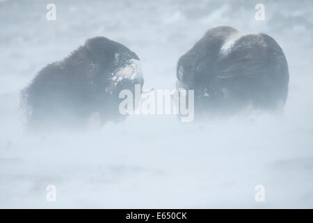 Zwei Moschusochsen oder Moschusochsen (Ovibos Moschatus), kämpfen während eines Schneesturms, Dovrefjell-Sunndalsfjella-Nationalpark, Norwegen Stockfoto