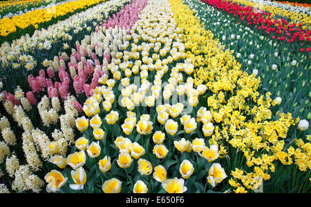 Bunte Blumenbeet mit Frühjahr blühende Pflanzen, blühenden Tulpen (Tulipa), Narzissen (Narcissus) und Hyazinthen (Hyacinthus) Stockfoto