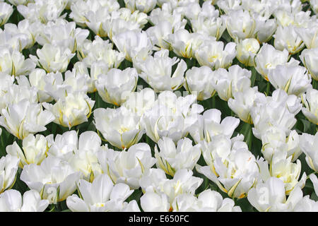 Blühende Tulpen, weiße Fosteriana Tulpe "Exotische Kaiser" Vielfalt (Tulipa Fosteriana "Exotische Kaiser") Stockfoto