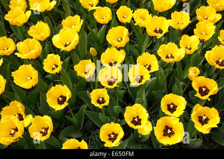 Gefranste Tulpen, Blumenbeet blühende gelbe Tulpen (Tulipa) Stockfoto