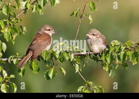 Neuntöter (Lanius Collurio), Weibchen mit jungen, Burgenland, Österreich Stockfoto