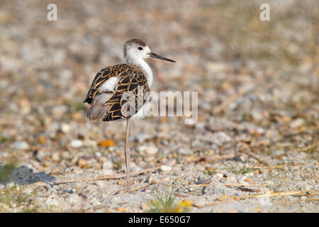 Gleitaar Stelzenläufer (Himantopus Himantopus) Jungvogel an einem felsigen Küstenstreifen, Neusiedlersee, Burgenland, Österreich Stockfoto