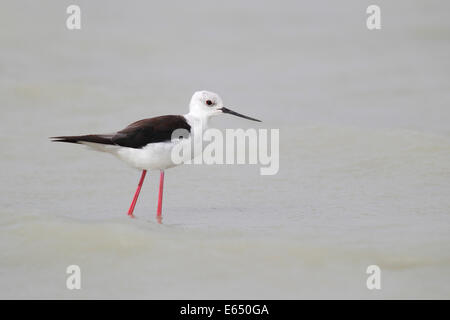 Stelzenläufer (Himantopus Himantopus) stehen im flachen Wasser, Neusiedlersee, Burgenland, Österreich Stockfoto