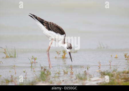 Stelzenläufer (Himantopus Himantopus), Jungvogel, Neusiedler See, Burgenland, Österreich Stockfoto