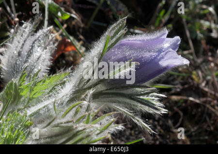 Gemeinsamen Kuhschelle (Pulsatilla Vulgaris), Blume bedeckt im Morgentau, Baden-Württemberg, Deutschland Stockfoto