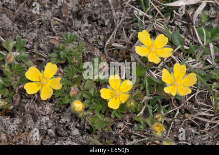 Frühlings-Fingerkraut oder Spotted Fingerkraut (Potentilla Tabernaemontani), Baden-Württemberg, Deutschland Stockfoto